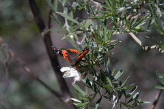 Vanessa vulcania