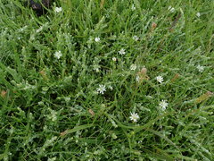 Stellaria humifusa