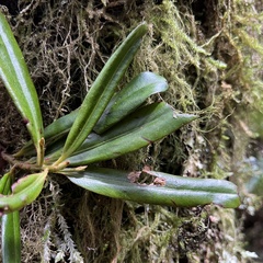 Myrsine salicina