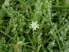 Stellaria humifusa