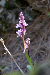 Orchis canariensis