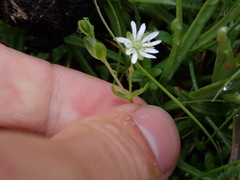Stellaria humifusa