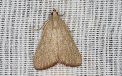 Hypsopygia albidalis