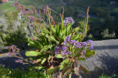Limonium macrophyllum