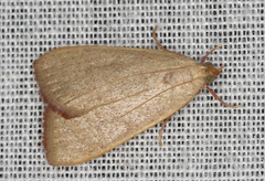 Hypsopygia albidalis