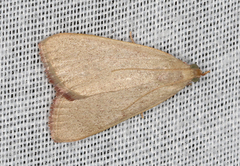 Hypsopygia albidalis