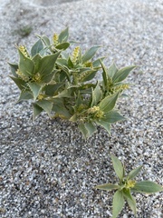 Stillingia spinulosa