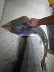 Pseudobatos productus