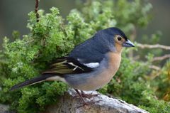 Fringilla coelebs canariensis