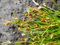 Isolepis cernua cernua