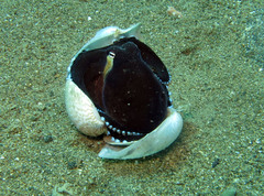 Amphioctopus marginatus