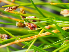 Isolepis cernua cernua