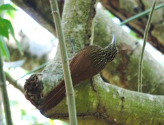 Xiphorhynchus flavigaster