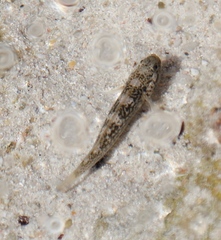Gobiinae