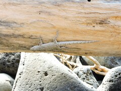 Urosaurus bicarinatus