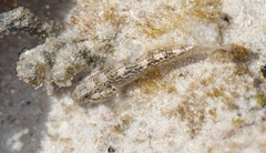 Gobiinae