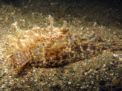 Aplysia reticulata