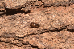 Aphodiinae