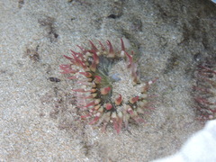 Bunodosoma californica