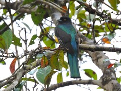 Trogon citreolus
