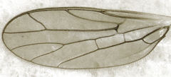 Cladodromia