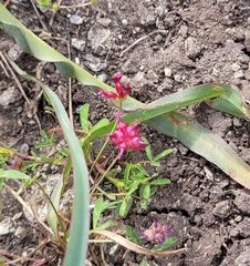 Trifolium depauperatum