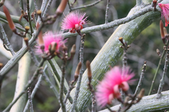 Pseudobombax ellipticum