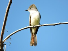 Myiarchus cinerascens