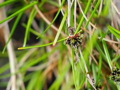 Isolepis praetextata