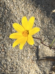 Bidens cabopulmensis