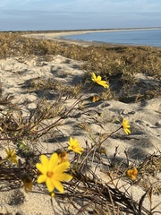 Bidens cabopulmensis