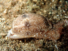 Bulla vernicosa