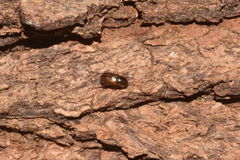 Aphodiinae
