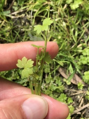 Ranunculus platensis