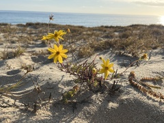Bidens cabopulmensis
