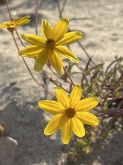 Bidens cabopulmensis
