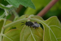 Brachymeria podagrica