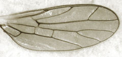 Cladodromia