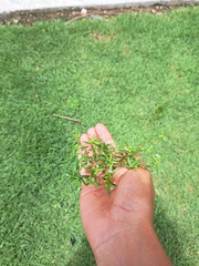 Gamochaeta americana