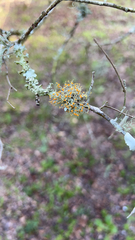 Teloschistes exilis