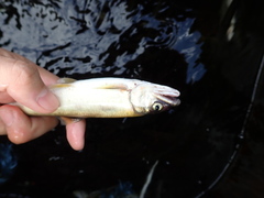 Plecoglossus altivelis