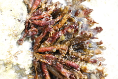 Splachnidium rugosum