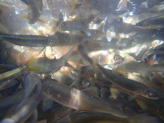 Plecoglossus altivelis