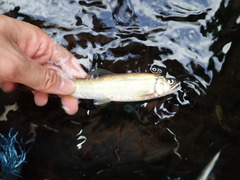 Plecoglossus altivelis