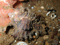 Chicoreus palmarosae