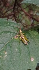 Agesander ruficornis