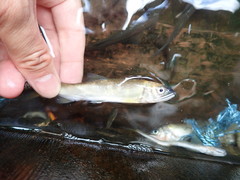 Plecoglossus altivelis