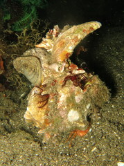 Chicoreus ramosus