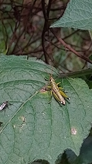 Agesander ruficornis