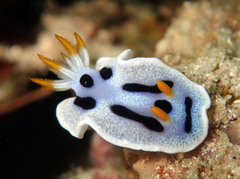 Chromodoris alcalai